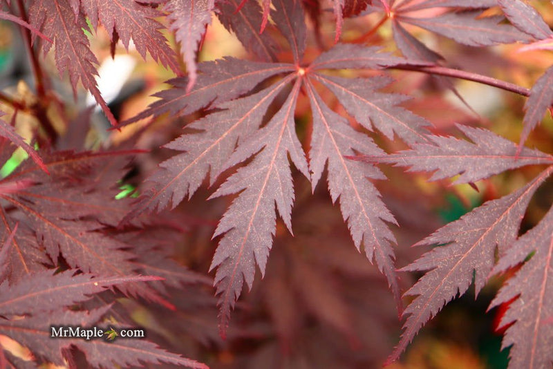 - Acer palmatum 'Black Lace' Japanese Maple - Mr Maple │ Buy Japanese Maple Trees