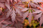 - Acer palmatum 'Black Lace' Japanese Maple - Mr Maple │ Buy Japanese Maple Trees