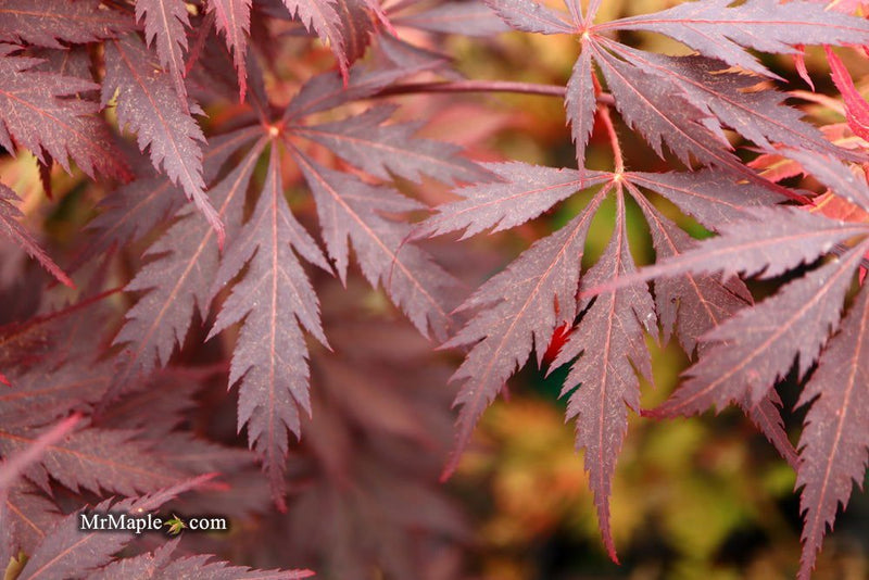 - Acer palmatum 'Black Lace' Japanese Maple - Mr Maple │ Buy Japanese Maple Trees