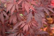 - Acer palmatum 'Black Lace' Japanese Maple - Mr Maple │ Buy Japanese Maple Trees