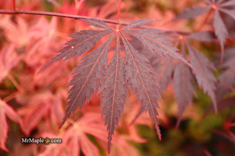 Maple treeブラック38 Acer palmatum 'Jet Black' Dark Red Japanese Maple – Maple Ridge