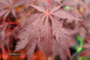 - Acer palmatum 'Black Lace' Japanese Maple - Mr Maple │ Buy Japanese Maple Trees