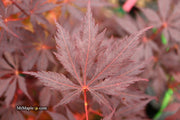 - Acer palmatum 'Black Lace' Japanese Maple - Mr Maple │ Buy Japanese Maple Trees