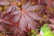 - Acer palmatum 'Black Lace' Japanese Maple - Mr Maple │ Buy Japanese Maple Trees