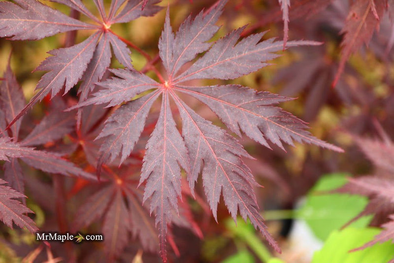 - Acer palmatum 'Black Lace' Japanese Maple - Mr Maple │ Buy Japanese Maple Trees
