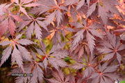 - Acer palmatum 'Black Lace' Japanese Maple - Mr Maple │ Buy Japanese Maple Trees