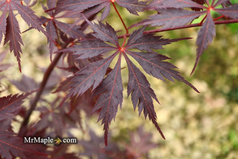 - Acer palmatum 'Black Lace' Japanese Maple - Mr Maple │ Buy Japanese Maple Trees