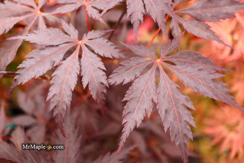 - Acer palmatum 'Black Lace' Japanese Maple - Mr Maple │ Buy Japanese Maple Trees