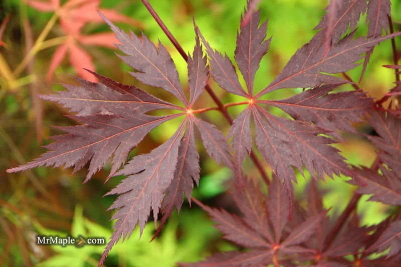 - Acer palmatum 'Black Lace' Japanese Maple - Mr Maple │ Buy Japanese Maple Trees