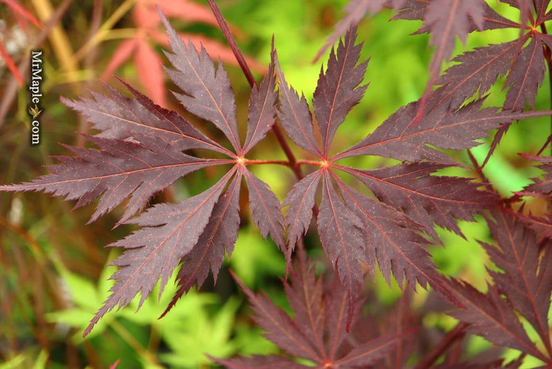 - Acer palmatum 'Black Lace' Japanese Maple - Mr Maple │ Buy Japanese Maple Trees
