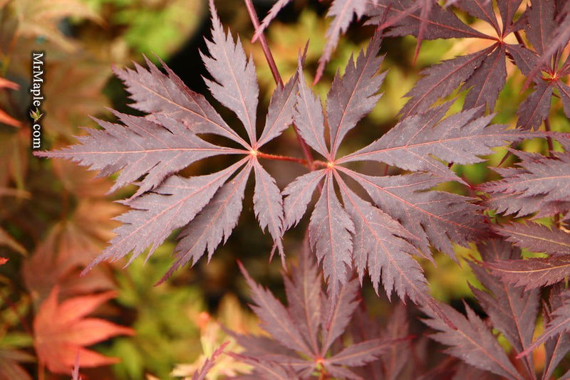 - Acer palmatum 'Black Lace' Japanese Maple - Mr Maple │ Buy Japanese Maple Trees