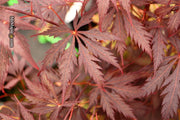 - Acer palmatum 'Black Lace' Japanese Maple - Mr Maple │ Buy Japanese Maple Trees
