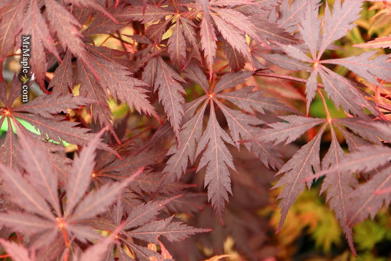 - Acer palmatum 'Black Lace' Japanese Maple - Mr Maple │ Buy Japanese Maple Trees