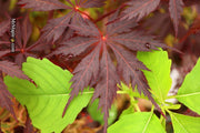 - Acer palmatum 'Black Lace' Japanese Maple - Mr Maple │ Buy Japanese Maple Trees