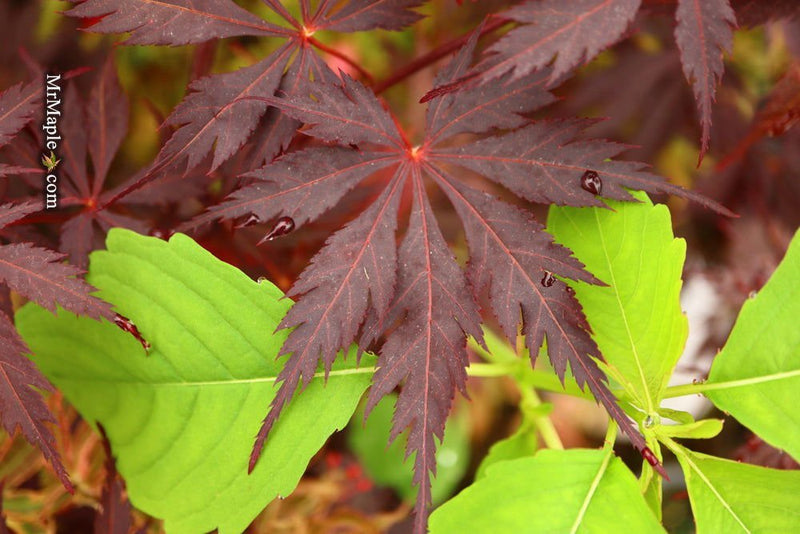 - Acer palmatum 'Black Lace' Japanese Maple - Mr Maple │ Buy Japanese Maple Trees