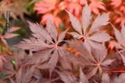 - Acer palmatum 'Black Lace' Japanese Maple - Mr Maple │ Buy Japanese Maple Trees