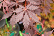- Acer palmatum 'Black Lace' Japanese Maple - Mr Maple │ Buy Japanese Maple Trees