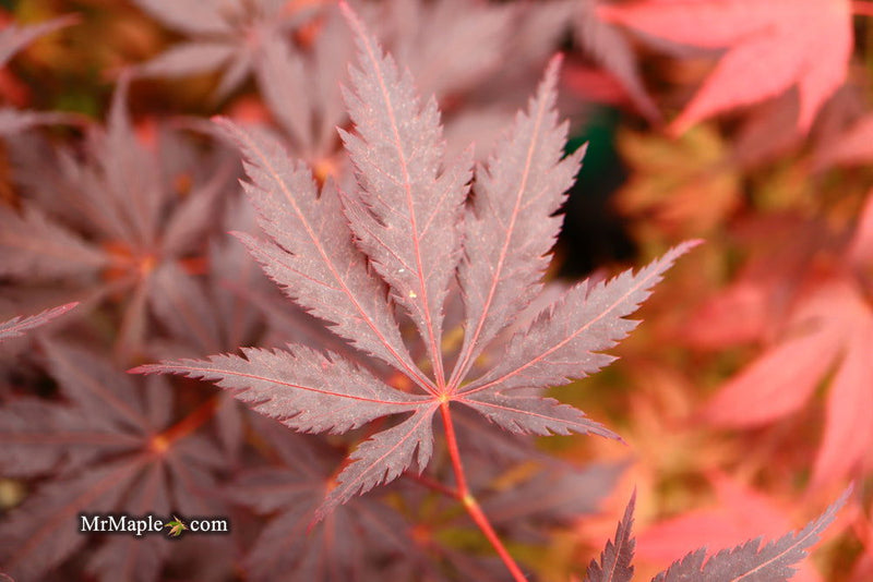 - Acer palmatum 'Black Lace' Japanese Maple - Mr Maple │ Buy Japanese Maple Trees