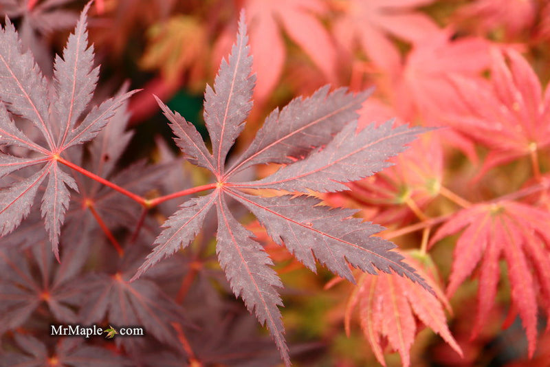 - Acer palmatum 'Black Lace' Japanese Maple - Mr Maple │ Buy Japanese Maple Trees