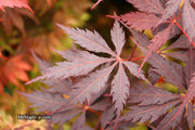 - Acer palmatum 'Black Lace' Japanese Maple - Mr Maple │ Buy Japanese Maple Trees