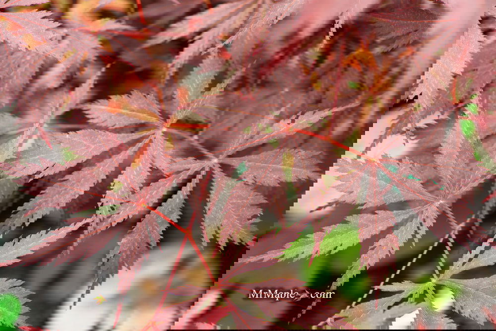 Maple treeブラック38 Buy Acer palmatum 'Black Lace' Japanese Maple — Mr Maple │ Buy