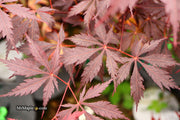 - Acer palmatum 'Black Lace' Japanese Maple - Mr Maple │ Buy Japanese Maple Trees