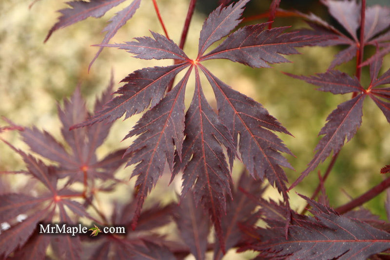 - Acer palmatum 'Black Lace' Japanese Maple - Mr Maple │ Buy Japanese Maple Trees
