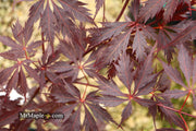 - Acer palmatum 'Black Lace' Japanese Maple - Mr Maple │ Buy Japanese Maple Trees