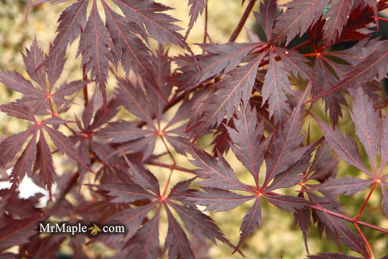 - Acer palmatum 'Black Lace' Japanese Maple - Mr Maple │ Buy Japanese Maple Trees