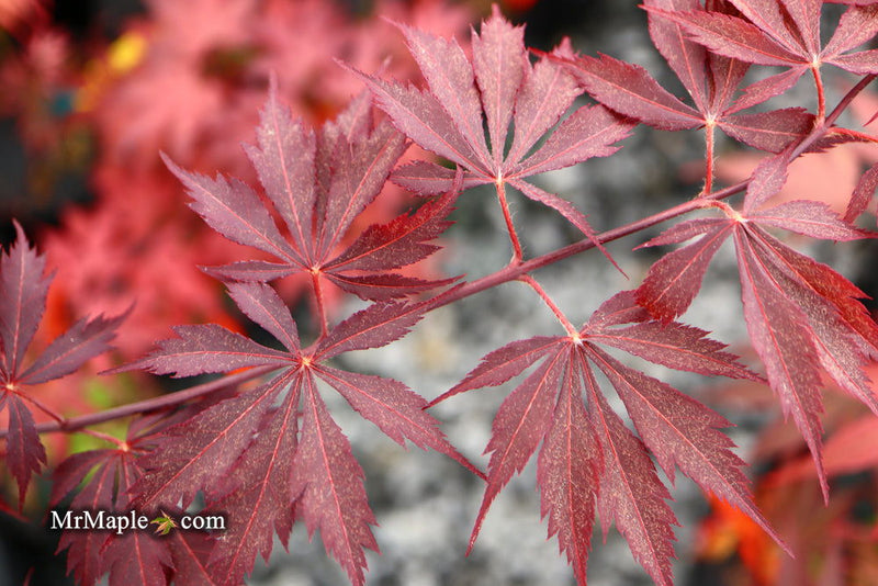 - Acer palmatum 'Black Lace' Japanese Maple - Mr Maple │ Buy Japanese Maple Trees