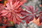 - Acer palmatum 'Black Lace' Japanese Maple - Mr Maple │ Buy Japanese Maple Trees