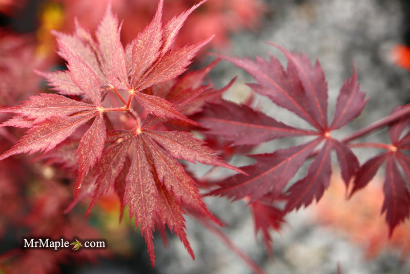 - Acer palmatum 'Black Lace' Japanese Maple - Mr Maple │ Buy Japanese Maple Trees