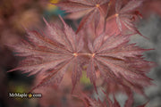 - Acer palmatum 'Black Lace' Japanese Maple - Mr Maple │ Buy Japanese Maple Trees