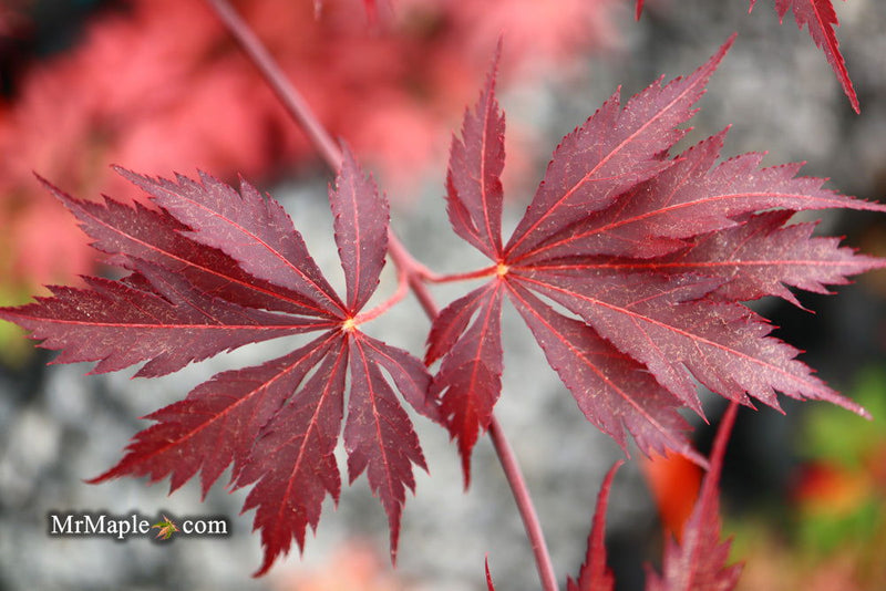 - Acer palmatum 'Black Lace' Japanese Maple - Mr Maple │ Buy Japanese Maple Trees