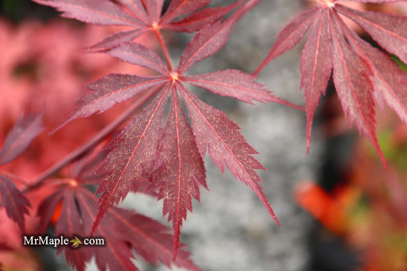- Acer palmatum 'Black Lace' Japanese Maple - Mr Maple │ Buy Japanese Maple Trees