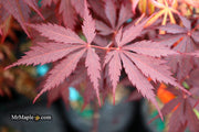 - Acer palmatum 'Black Lace' Japanese Maple - Mr Maple │ Buy Japanese Maple Trees