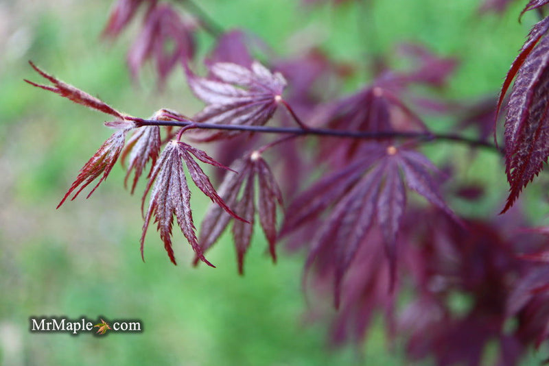 - Acer palmatum 'Black Lace' Japanese Maple - Mr Maple │ Buy Japanese Maple Trees