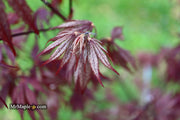 - Acer palmatum 'Black Lace' Japanese Maple - Mr Maple │ Buy Japanese Maple Trees