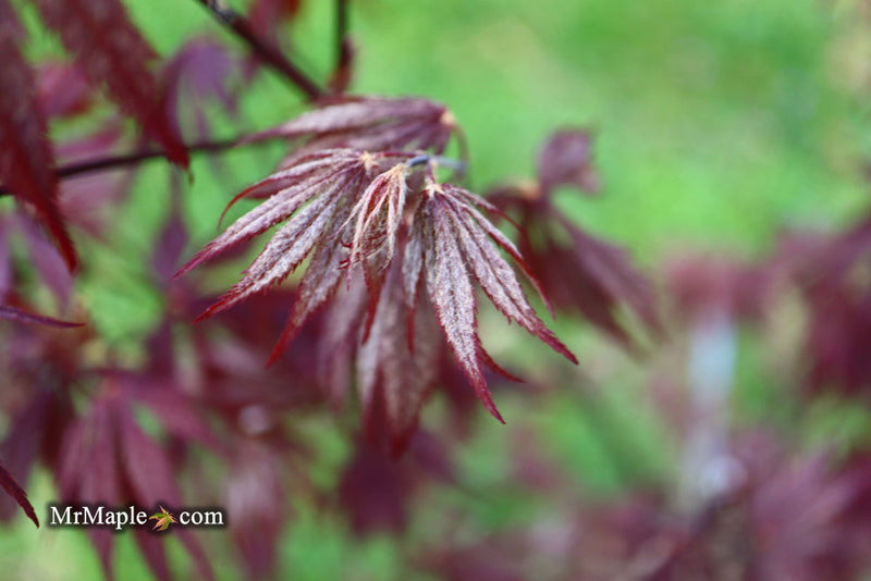 - Acer palmatum 'Black Lace' Japanese Maple - Mr Maple │ Buy Japanese Maple Trees