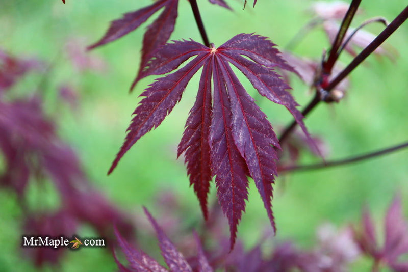 - Acer palmatum 'Black Lace' Japanese Maple - Mr Maple │ Buy Japanese Maple Trees