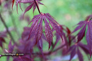 - Acer palmatum 'Black Lace' Japanese Maple - Mr Maple │ Buy Japanese Maple Trees