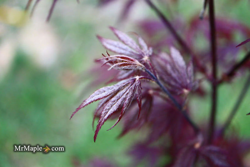 - Acer palmatum 'Black Lace' Japanese Maple - Mr Maple │ Buy Japanese Maple Trees