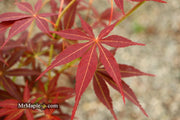 - Acer palmatum 'Blackbeard's Gold' Japanese Maple - Mr Maple │ Buy Japanese Maple Trees