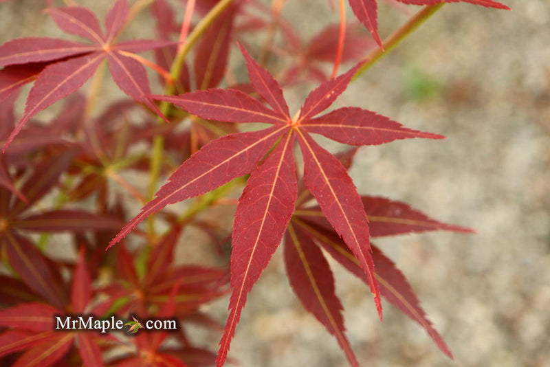 - Acer palmatum 'Blackbeard's Gold' Japanese Maple - Mr Maple │ Buy Japanese Maple Trees