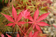 - Acer palmatum 'Blackbeard's Gold' Japanese Maple - Mr Maple │ Buy Japanese Maple Trees