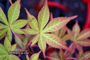 - Acer palmatum 'Blackbeard's Gold' Japanese Maple - Mr Maple │ Buy Japanese Maple Trees
