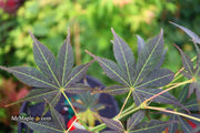 - Acer palmatum 'Blackbeard's Gold' Japanese Maple - Mr Maple │ Buy Japanese Maple Trees