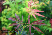 - Acer palmatum 'Blackbeard's Gold' Japanese Maple - Mr Maple │ Buy Japanese Maple Trees