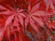 - Acer palmatum 'Blonde Beauty' Japanese Maple - Mr Maple │ Buy Japanese Maple Trees