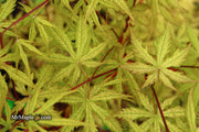 - Acer palmatum 'Blonde Beauty' Japanese Maple - Mr Maple │ Buy Japanese Maple Trees